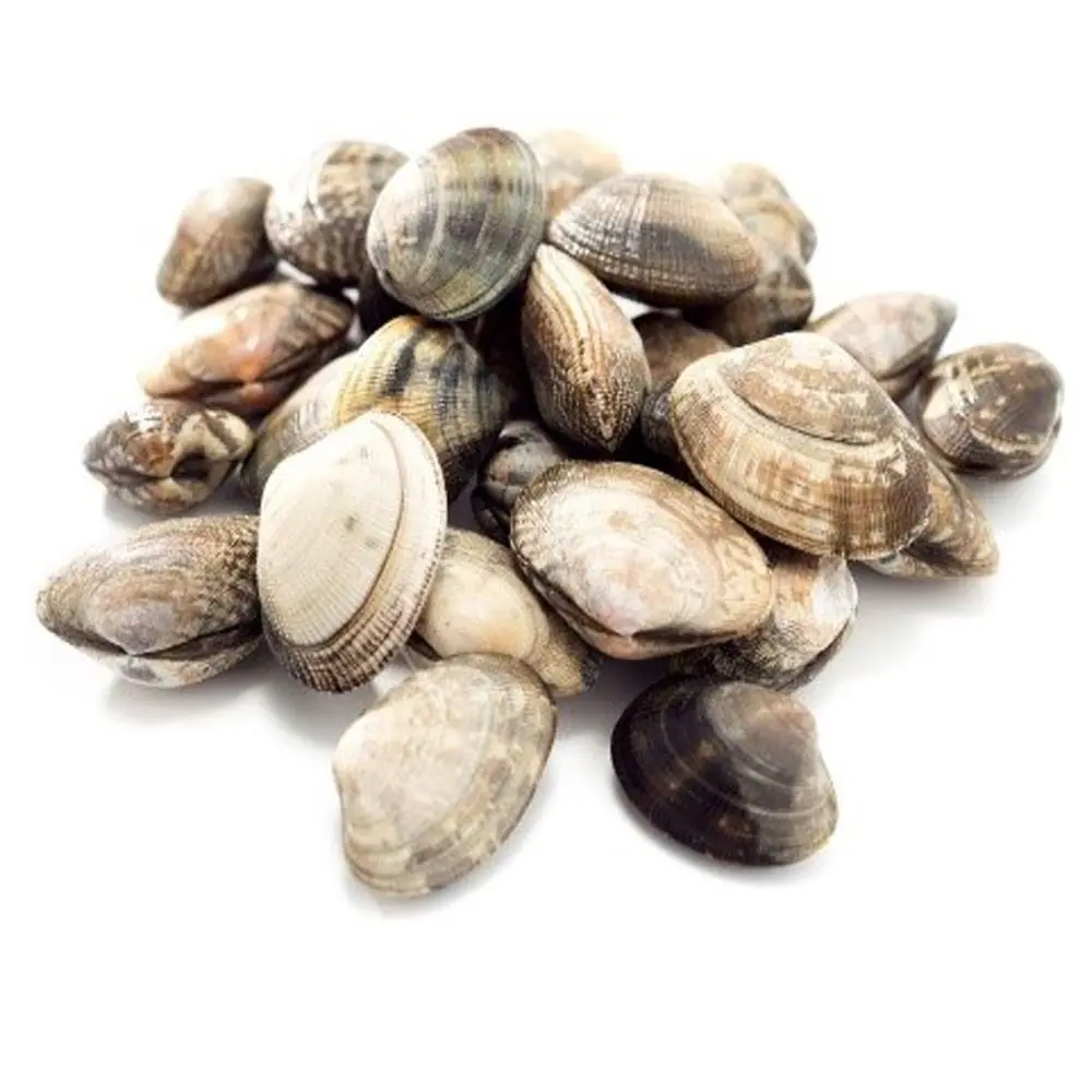SHORT NECKED CLAM WHL EMERALD 500g x 10pk/ctn