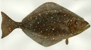 PACIFIC HALIBUT GGS 800/1000 10kg/ctn
