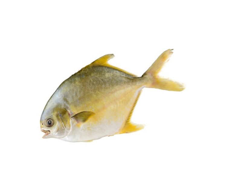 GOLDEN POMFRET 1000/1200 EMERALD 10kg/ctn