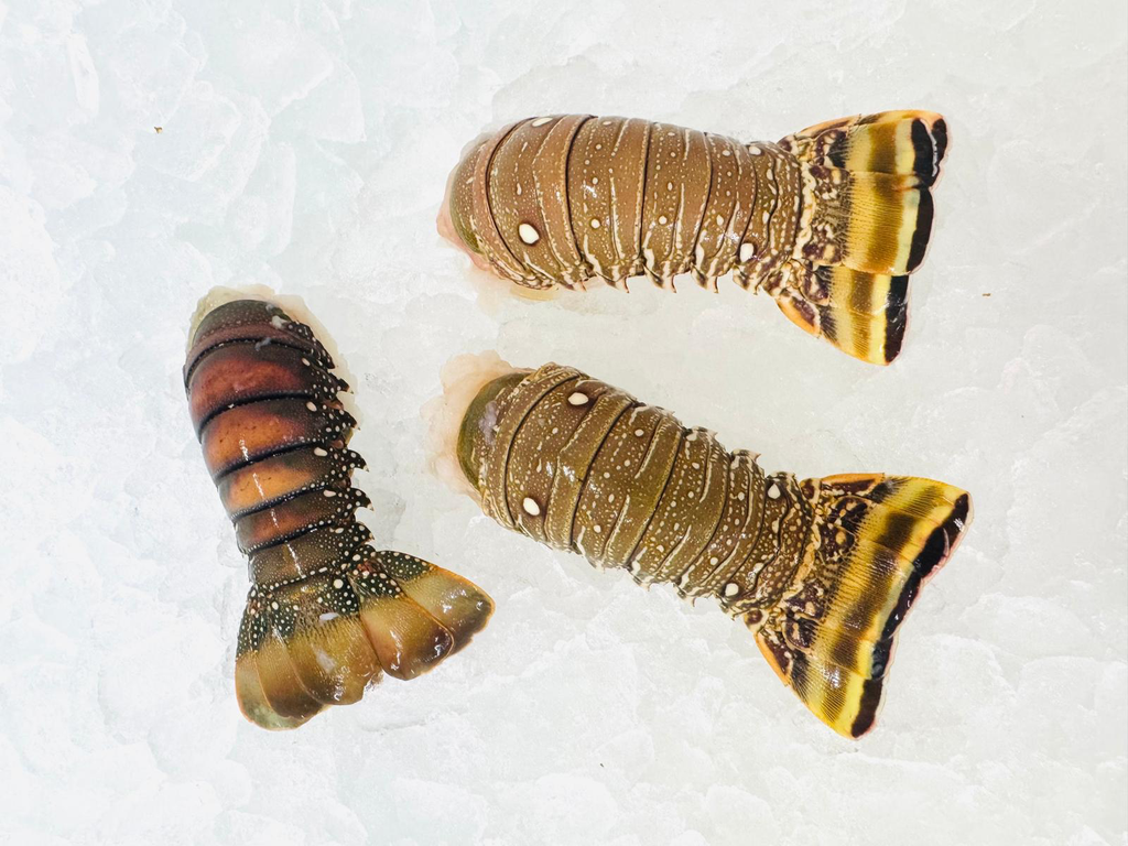 LOBSTER TAIL BRAZILIAN 5 OZ (4 x 4.54KG)(CTN)