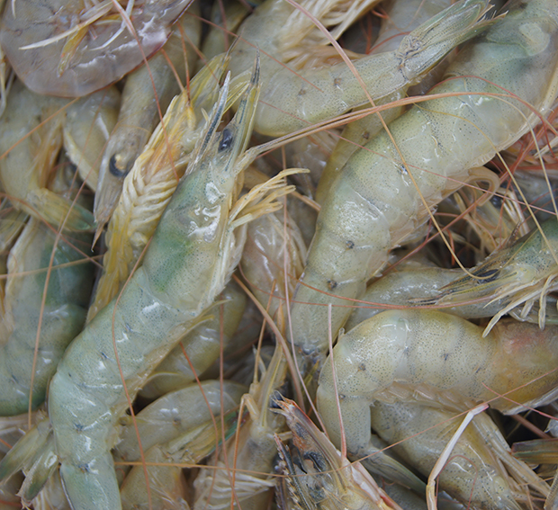 LOCAL BAY PRAWNS 500g x 15pk/ctn