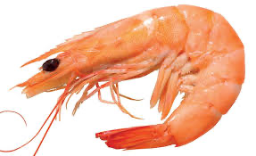 PRAWNS WHOLE COOKED 15/25 VAN S/CREST 5kg/ctn