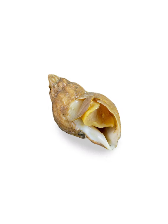 WHELK O888 500g x 20pk/ctn