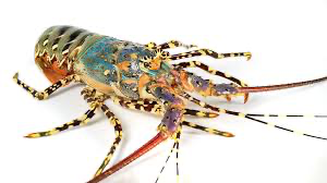 LOBSTER WHOLE TROPICAL 800/1000 10kg/ctn