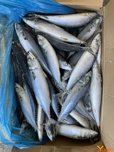 [FFMACKEREL(I)] MACKEREL FILLET UNISEA 10kg/ctn