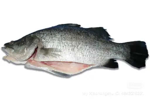 [FWBAR7GGS(I)] BARRAMUNDI FISH WHOLE 700/900 GGS OCEANIC 10kg/ctn