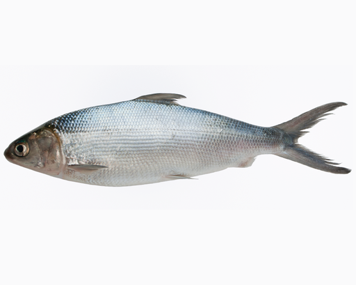[FWMILK1000(I)] MILKFISH WHOLE 800/1000 10kg/ctn