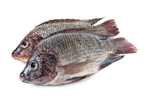 [FWTIL800(I)] TILAPIA WHOLE 800/1000 10kg/ctn