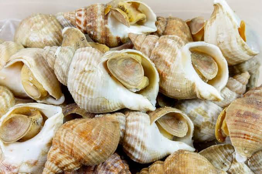 [SNWC1KG(I)] WHELK SHELL COOKED CLEARWATER 1kg x 10pk/ctn