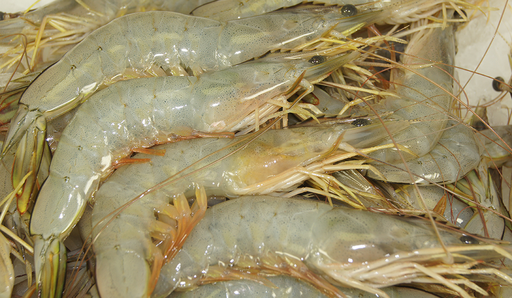 [WPU10BAN3KG(A)] LOCAL WHOLE RAW BANANA PRAWNS U10 3kg/ctn