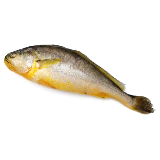 [YLWCROAKER600(I)] YELLOW CROAKER 600/800 UFE 10kg/ctn