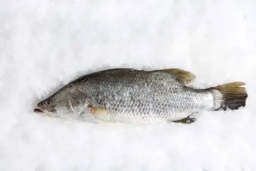 [FWBAR1200(I)] BARRAMUNDI FISH WHOLE 1200/1500 10kg/ctn